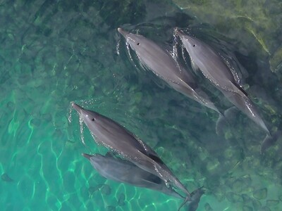Dolphins