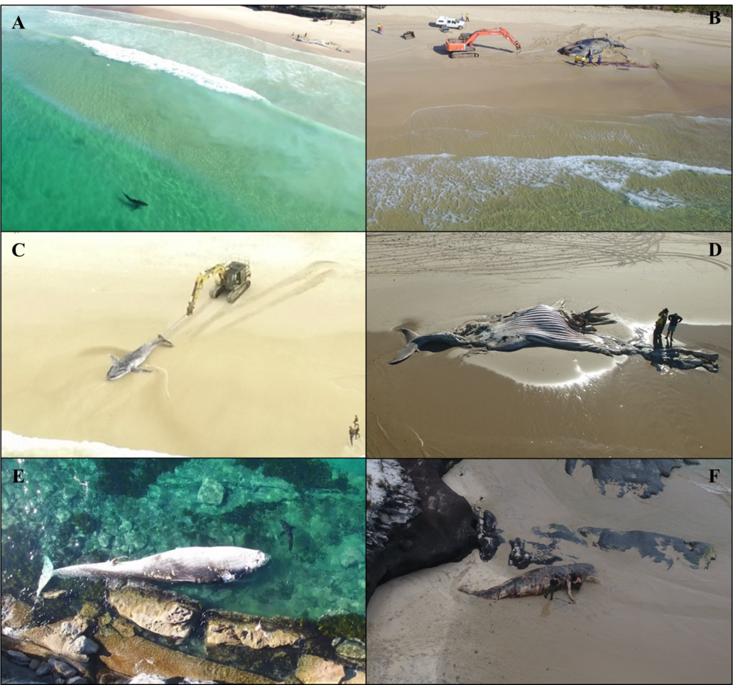 Sharks and whale carcasses