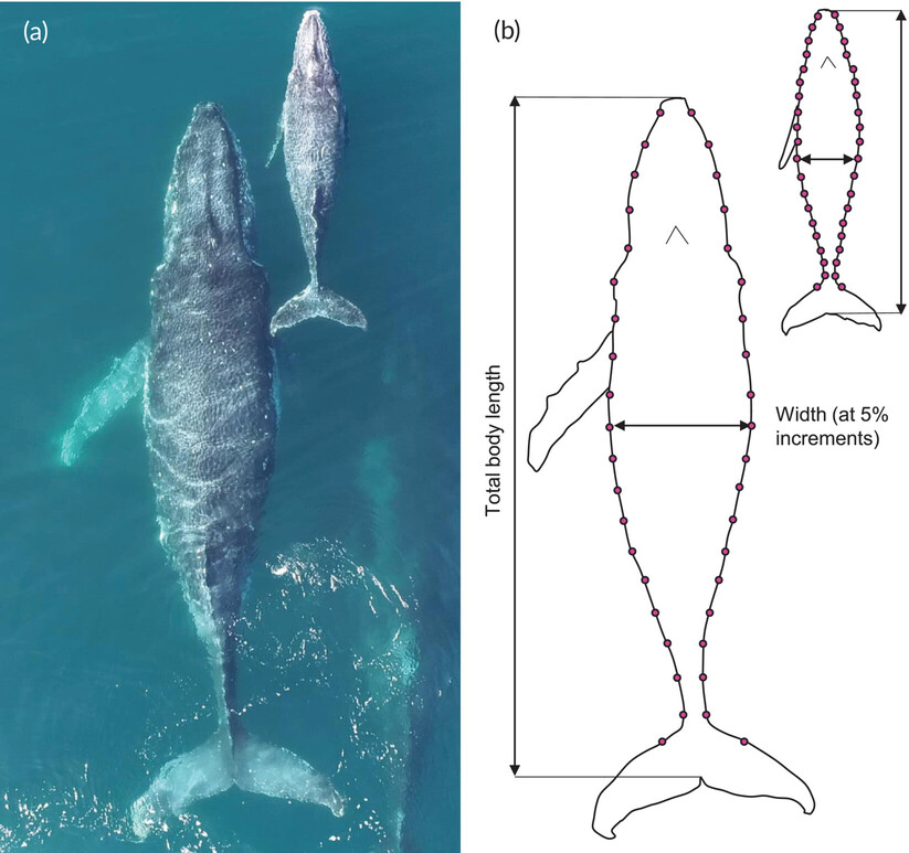 Example Whale Morph 01