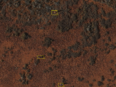 Kangaroos