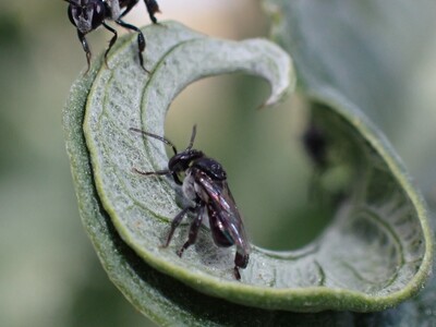 Native bees